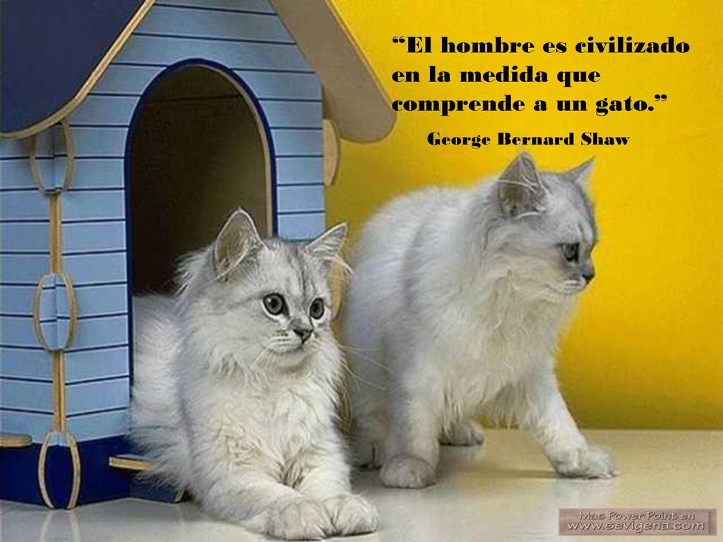 El hombre es civilizado en la medida que comprende a un gato.