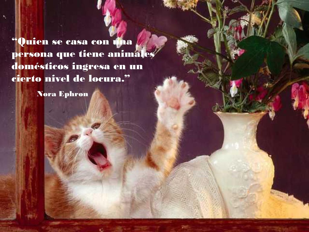 Quien se casa con una persona que tiene animales domésticos ingresa en un cierto nivel de locura.