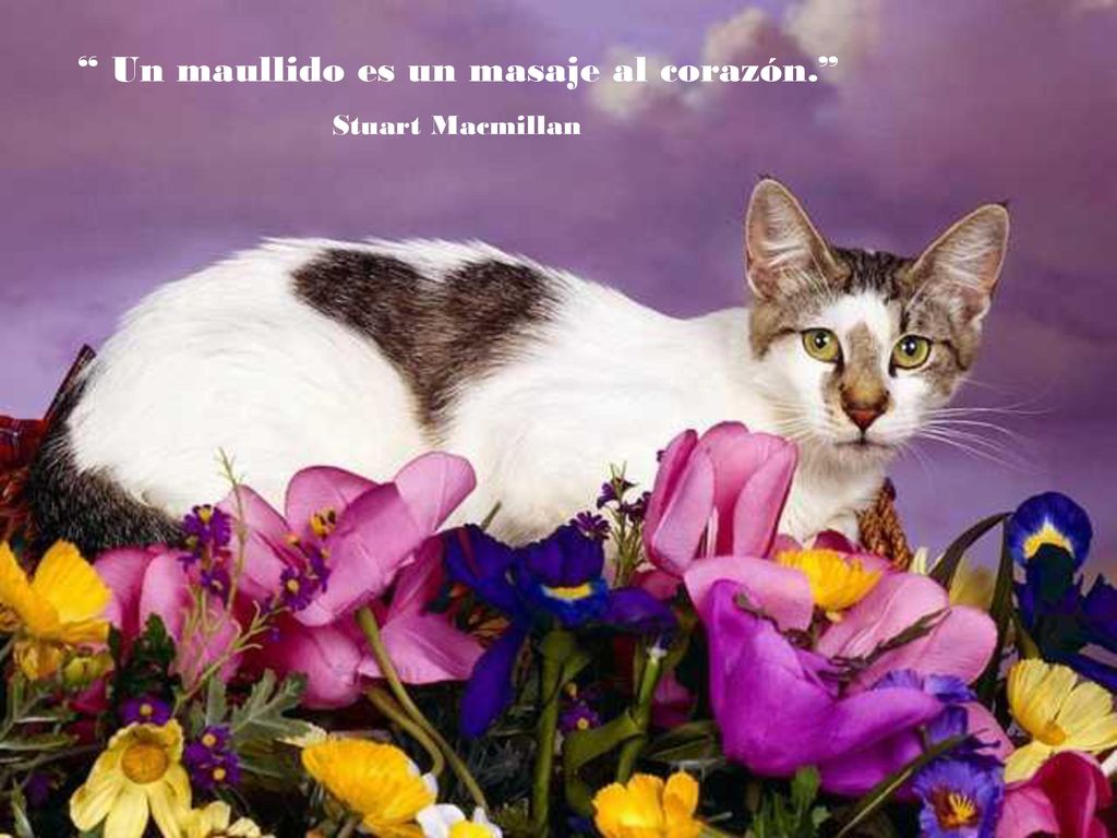Un maullido es un masaje al corazón.