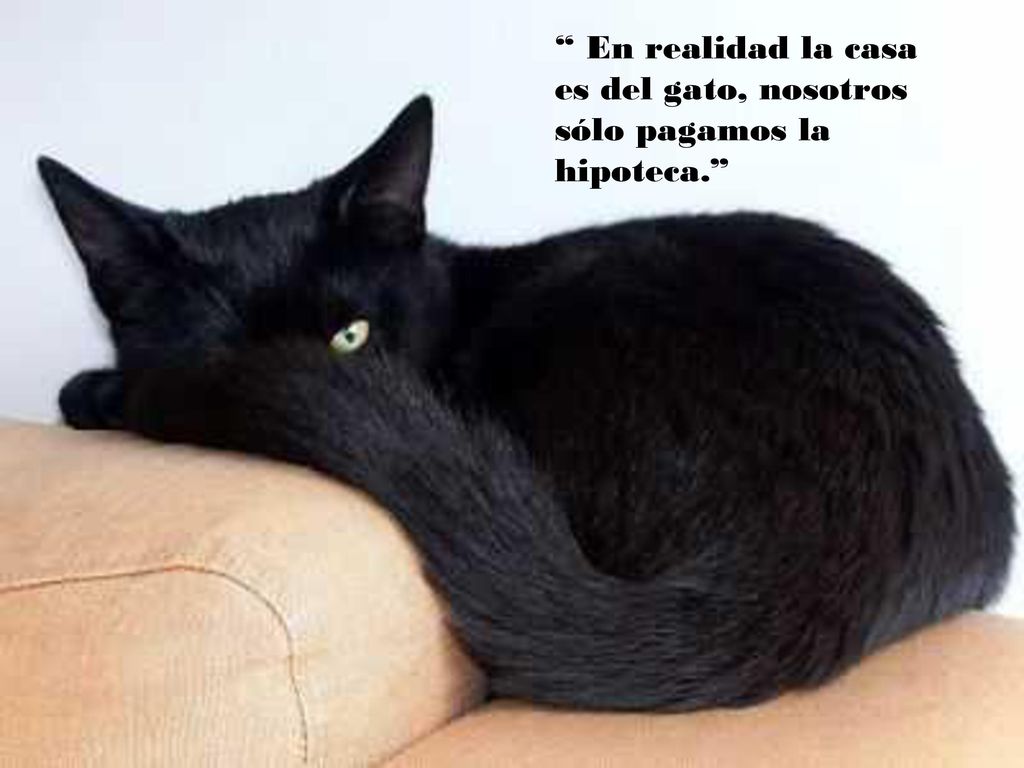 En realidad la casa es del gato, nosotros sólo pagamos la hipoteca.