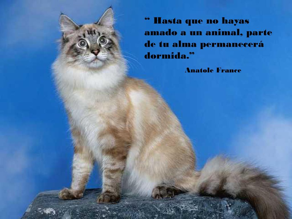 Hasta que no hayas amado a un animal, parte de tu alma permanecerá dormida.