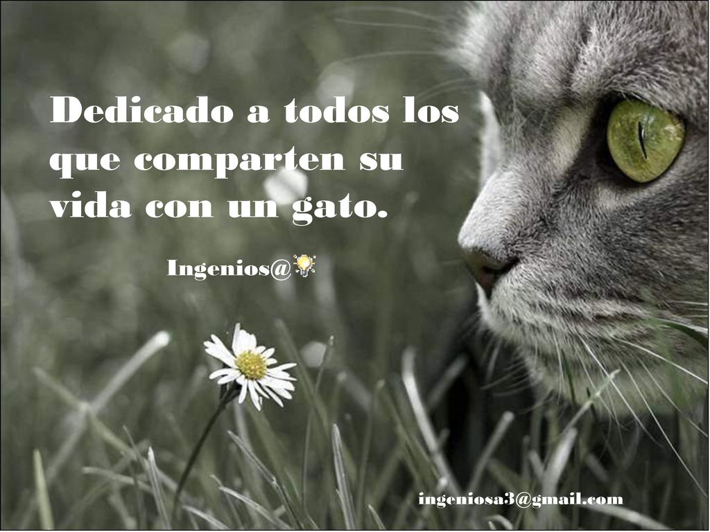 Dedicado a todos los que comparten su vida con un gato.