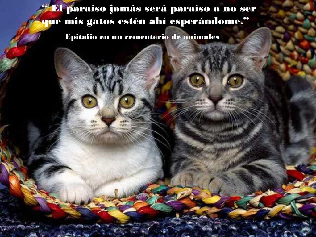 El paraíso jamás será paraíso a no ser que mis gatos estén ahí esperándome.
