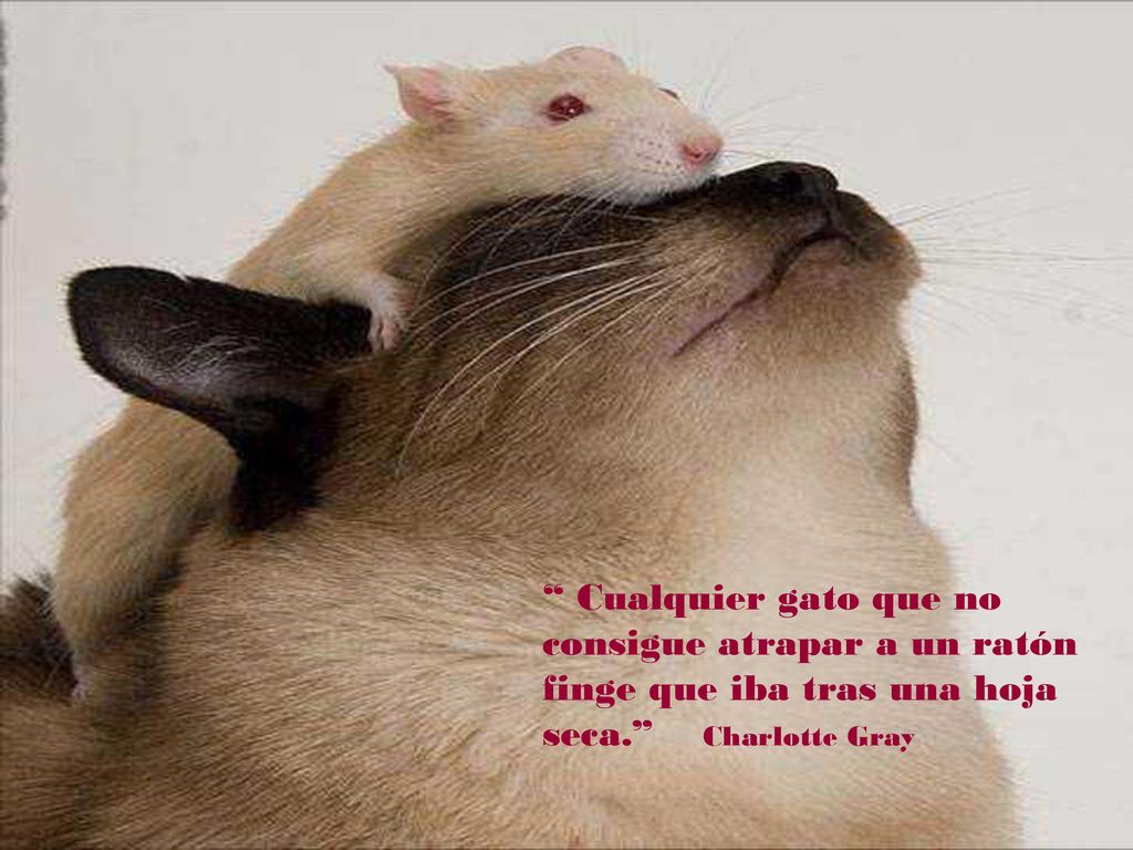 Cualquier gato que no consigue atrapar a un ratón finge que iba tras una hoja seca. Charlotte Gray