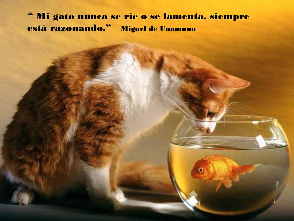 Mi gato nunca se ríe o se lamenta, siempre está razonando