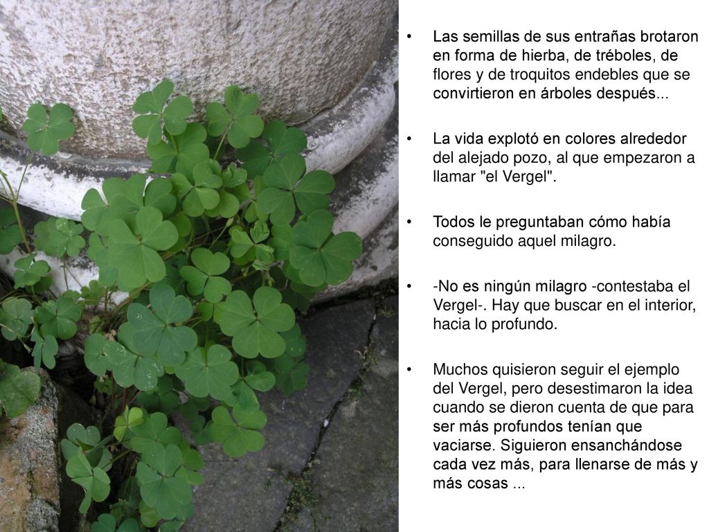 Las semillas de sus entrañas brotaron en forma de hierba, de tréboles, de flores y de troquitos endebles que se convirtieron en árboles después...