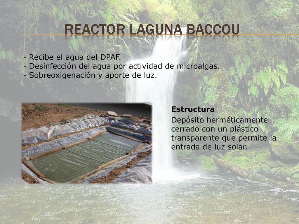 Reactor laguna baccou - Recibe el agua del DPAF. - Desinfección del agua por actividad de microalgas. - Sobreoxigenación y aporte de luz.