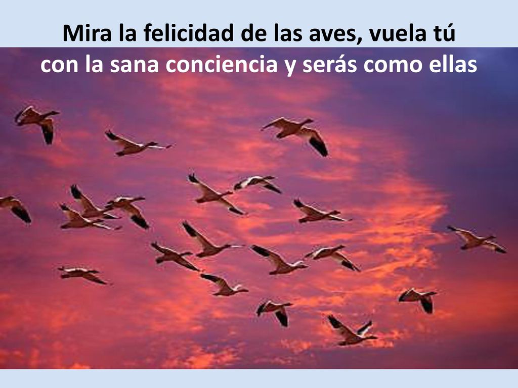 Mira la felicidad de las aves, vuela tú con la sana conciencia y serás como ellas