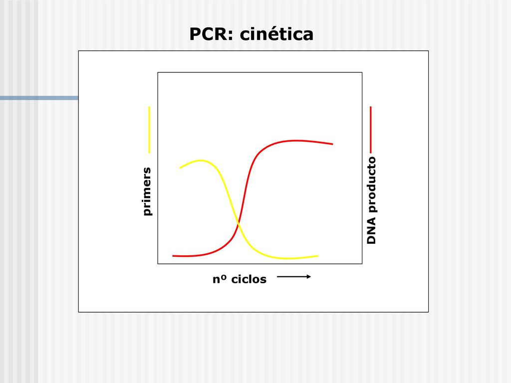 PCR: cinética primers DNA producto nº ciclos