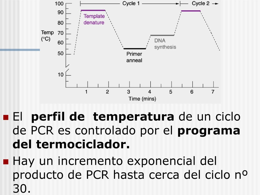 El perfil de temperatura de un ciclo de PCR es controlado por el programa del termociclador.