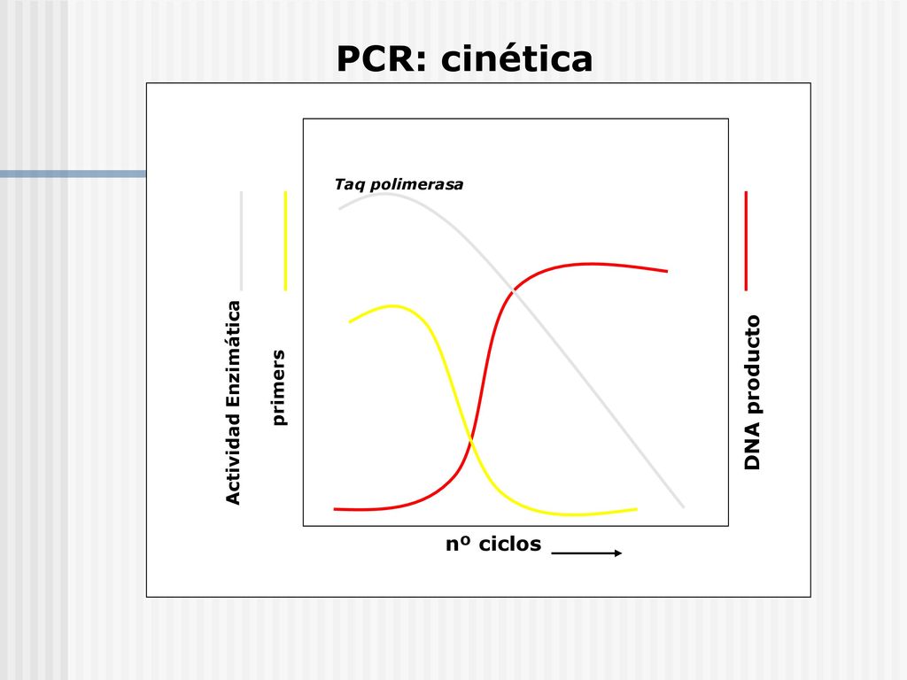 PCR: cinética DNA producto nº ciclos Actividad Enzimática primers