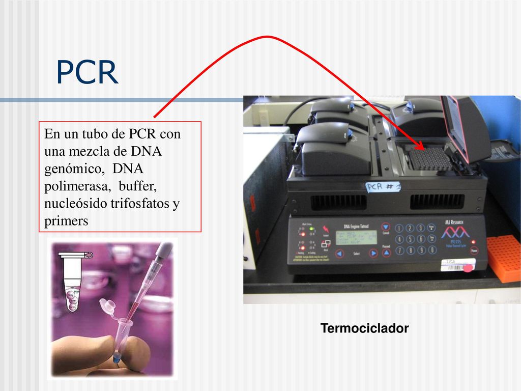 PCR En un tubo de PCR con una mezcla de DNA genómico, DNA polimerasa, buffer, nucleósido trifosfatos y primers.