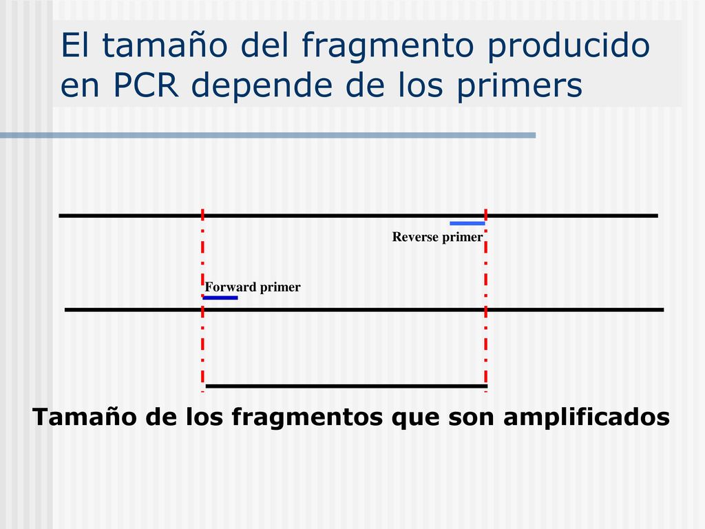 El tamaño del fragmento producido en PCR depende de los primers