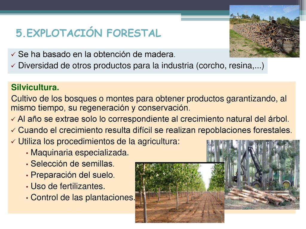 5.EXPLOTACIÓN FORESTAL Se ha basado en la obtención de madera.