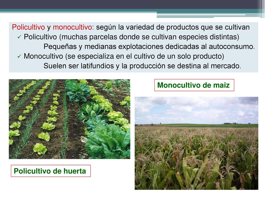 Policultivo y monocultivo: según la variedad de productos que se cultivan