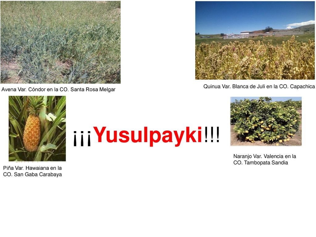 ¡¡¡Yusulpayki!!! Quinua Var. Blanca de Juli en la CO. Capachica