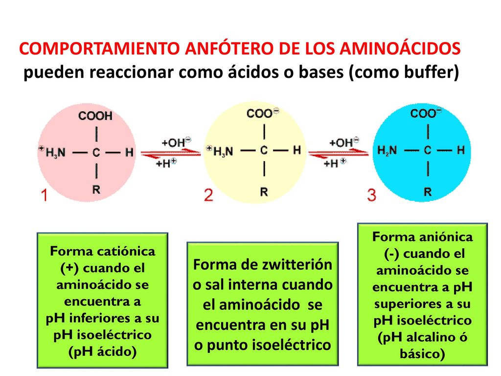 COMPORTAMIENTO ANFÓTERO DE LOS AMINOÁCIDOS pueden reaccionar como ácidos o bases (como buffer)