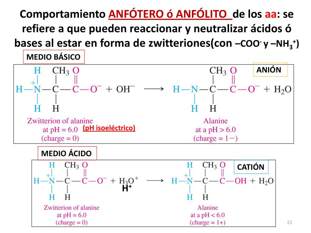 Comportamiento ANFÓTERO ó ANFÓLITO de los aa: se refiere a que pueden reaccionar y neutralizar ácidos ó bases al estar en forma de zwitteriones(con –COO- y –NH3+)
