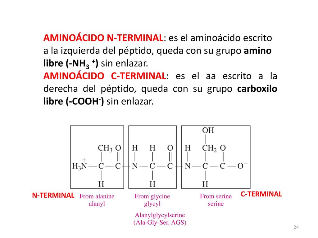 AMINOÁCIDO N-TERMINAL: es el aminoácido escrito a la izquierda del péptido, queda con su grupo amino libre (-NH3 +) sin enlazar.