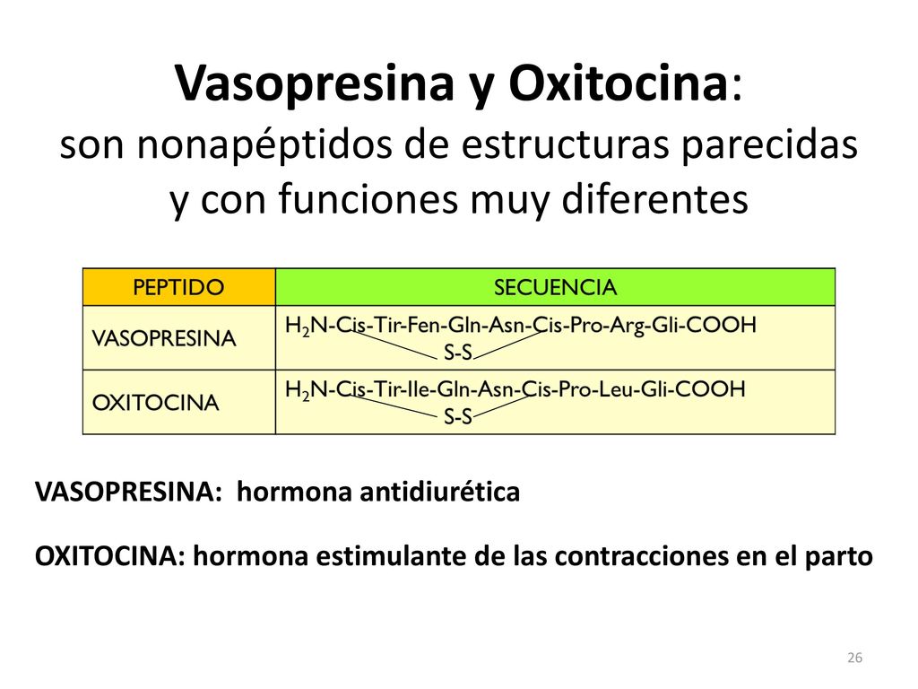 Vasopresina y Oxitocina: son nonapéptidos de estructuras parecidas y con funciones muy diferentes