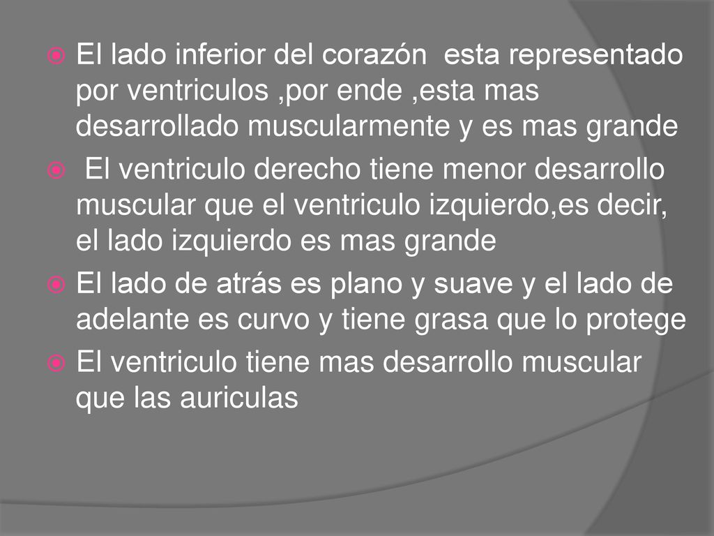 El lado inferior del corazón esta representado por ventriculos ,por ende ,esta mas desarrollado muscularmente y es mas grande