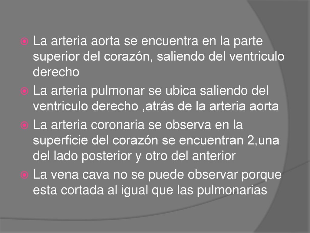 La arteria aorta se encuentra en la parte superior del corazón, saliendo del ventriculo derecho
