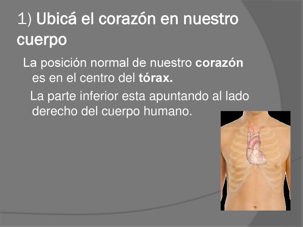 1) Ubicá el corazón en nuestro cuerpo