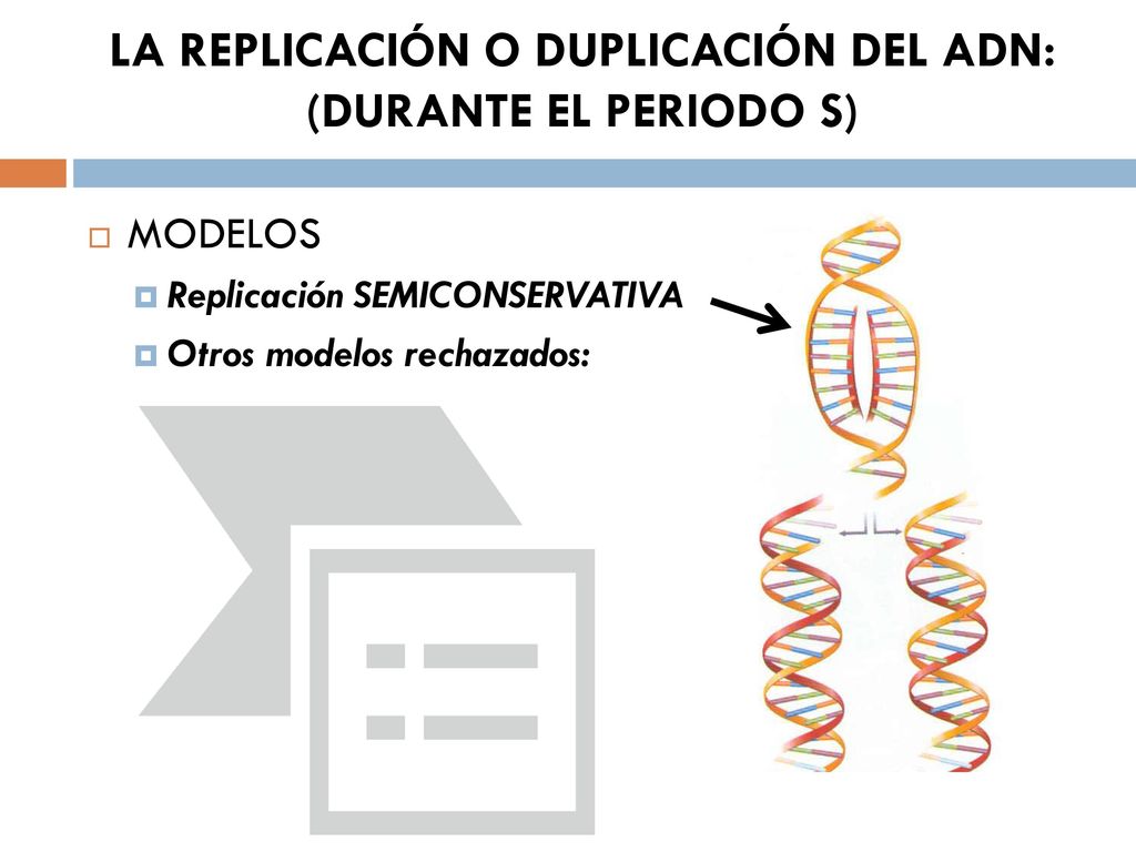 LA REPLICACIÓN O DUPLICACIÓN DEL ADN: (DURANTE EL PERIODO S)