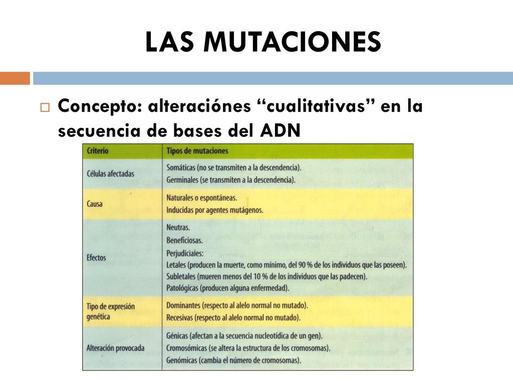 LAS MUTACIONES Concepto: alteraciónes cualitativas en la secuencia de bases del ADN