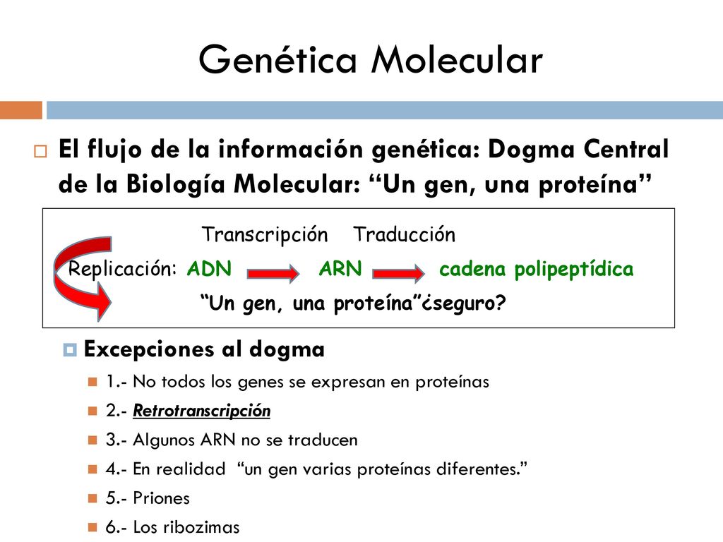 Genética Molecular El flujo de la información genética: Dogma Central de la Biología Molecular: Un gen, una proteína