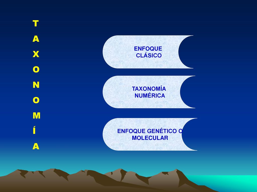 T A X O N M Í ENFOQUE CLÁSICO TAXONOMÍA NUMÉRICA ENFOQUE GENÉTICO O