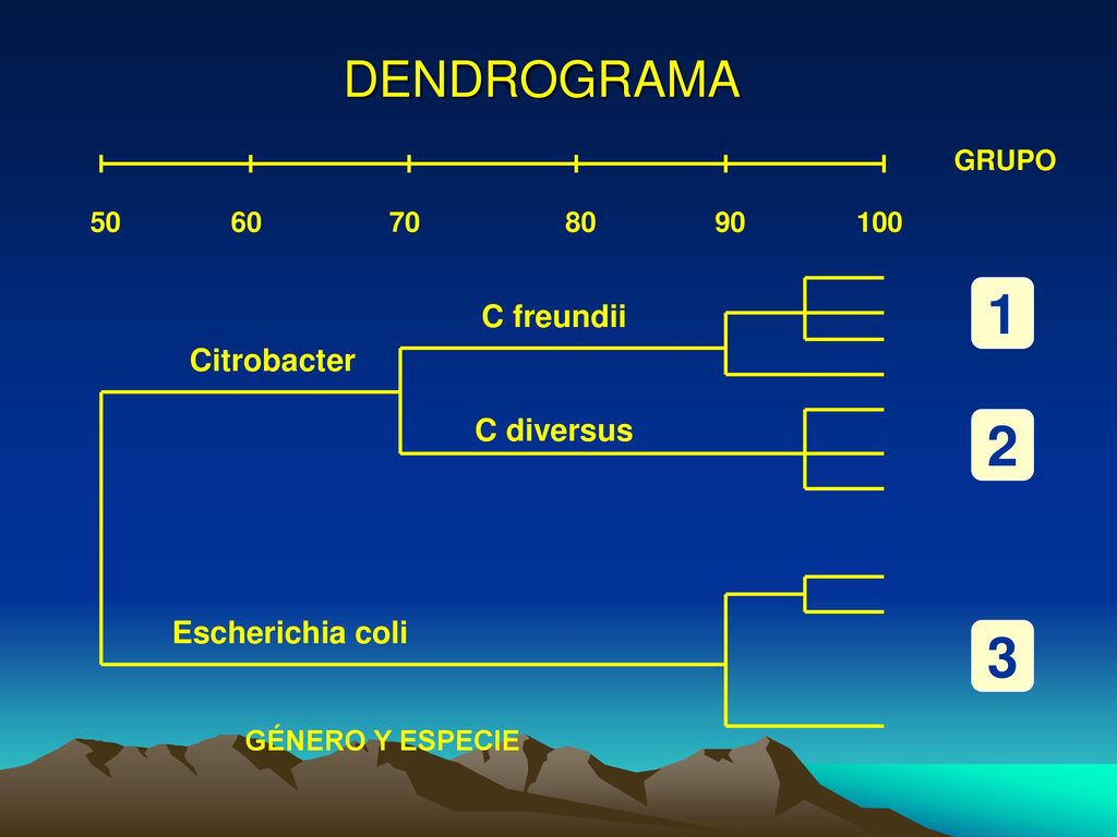 1 2 3 DENDROGRAMA C freundii Citrobacter C diversus Escherichia coli