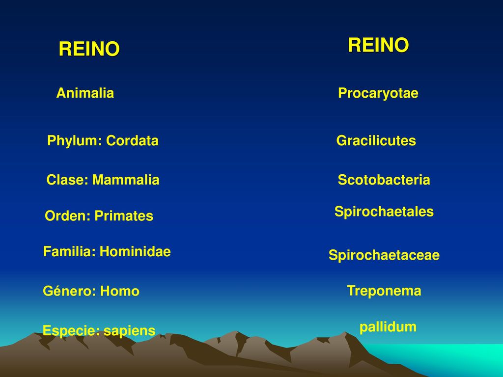 REINO REINO Animalia Procaryotae Phylum: Cordata Gracilicutes