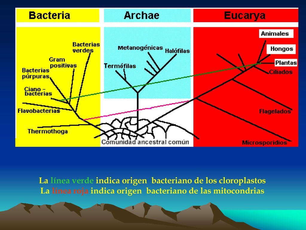 La línea verde indica origen bacteriano de los cloroplastos La línea roja indica origen bacteriano de las mitocondrias