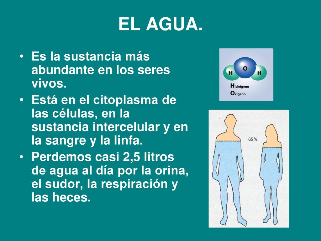 EL AGUA. Es la sustancia más abundante en los seres vivos.