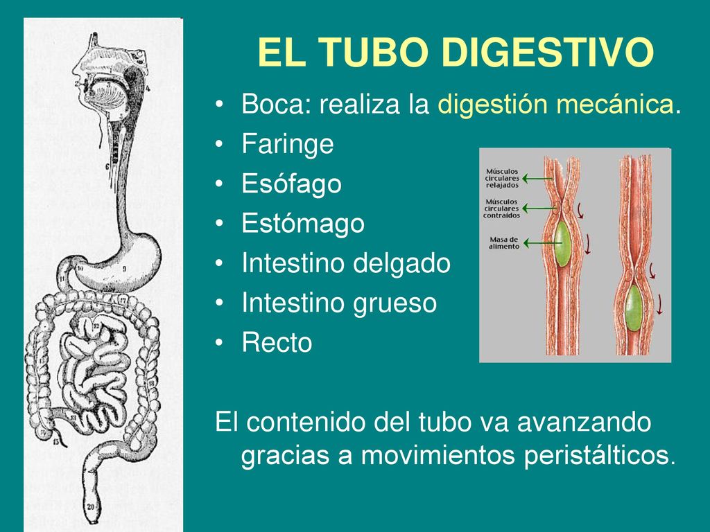 EL TUBO DIGESTIVO Boca: realiza la digestión mecánica. Faringe Esófago