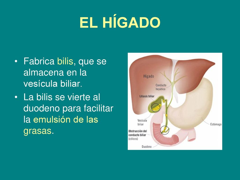 EL HÍGADO Fabrica bilis, que se almacena en la vesícula biliar.