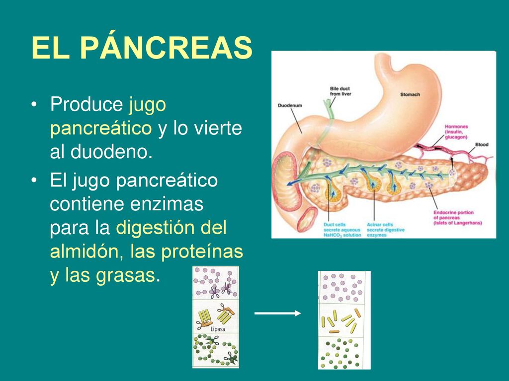 EL PÁNCREAS Produce jugo pancreático y lo vierte al duodeno.