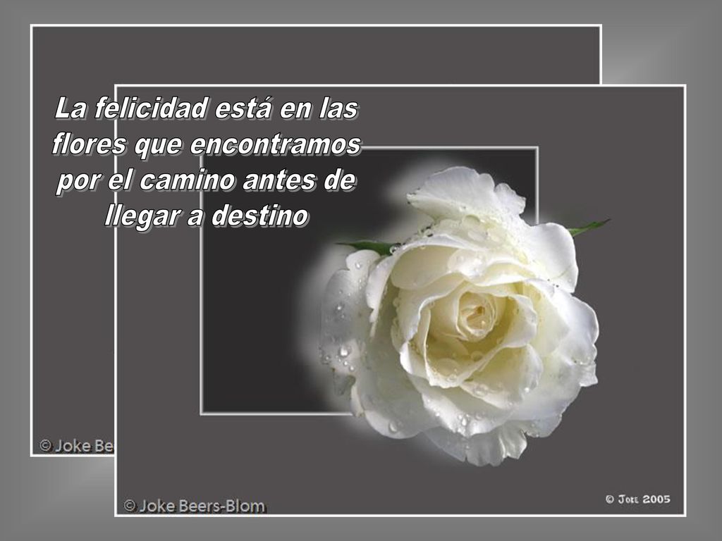 La felicidad está en las flores que encontramos por el camino antes de