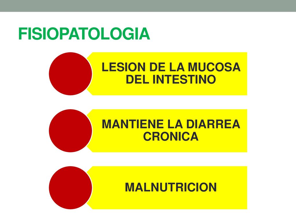 LESION DE LA MUCOSA DEL INTESTINO MANTIENE LA DIARREA CRONICA