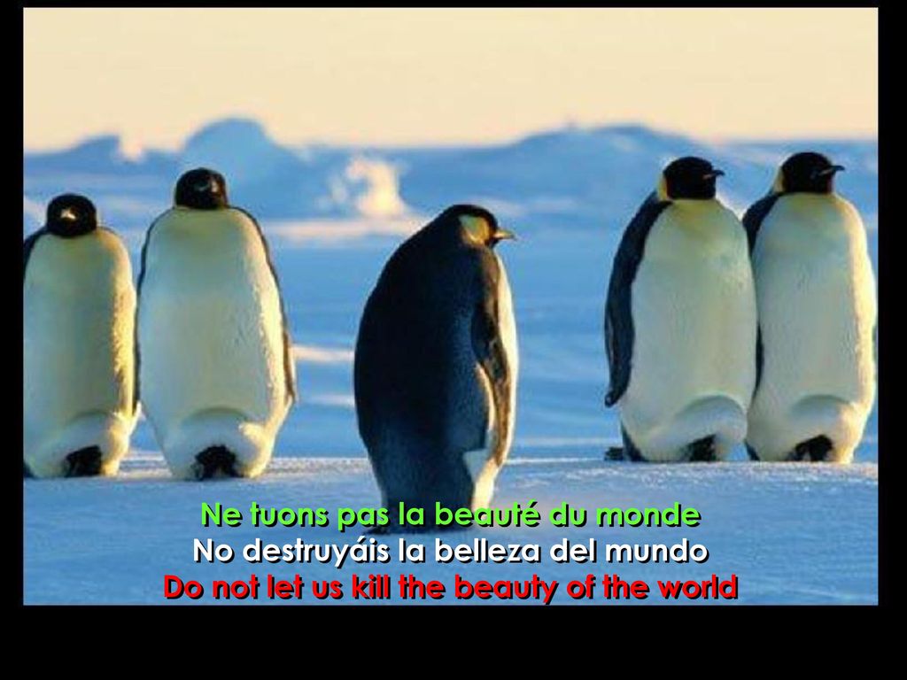 Ne tuons pas la beauté du monde No destruyáis la belleza del mundo
