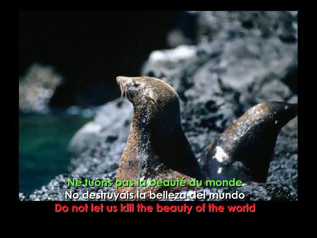 Ne tuons pas la beauté du monde No destruyáis la belleza del mundo