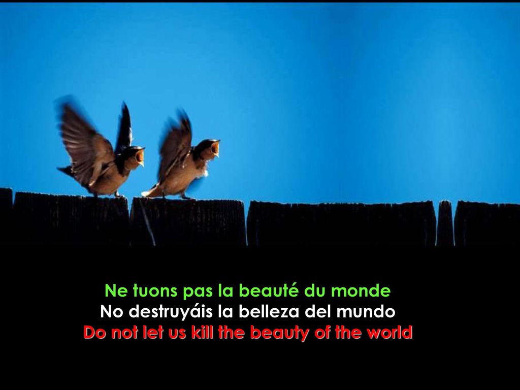 Ne tuons pas la beauté du monde No destruyáis la belleza del mundo