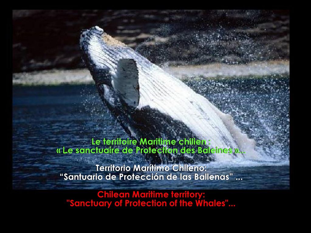 Chilean Maritime territory: Sanctuary of Protection of the Whales ...