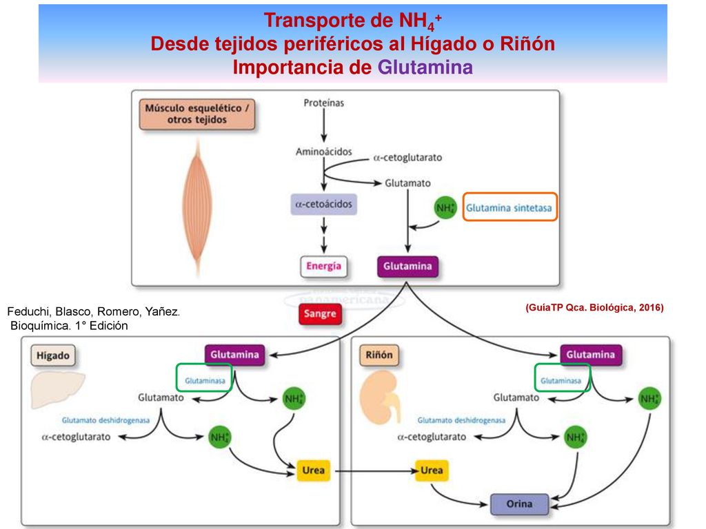 Desde tejidos periféricos al Hígado o Riñón Importancia de Glutamina
