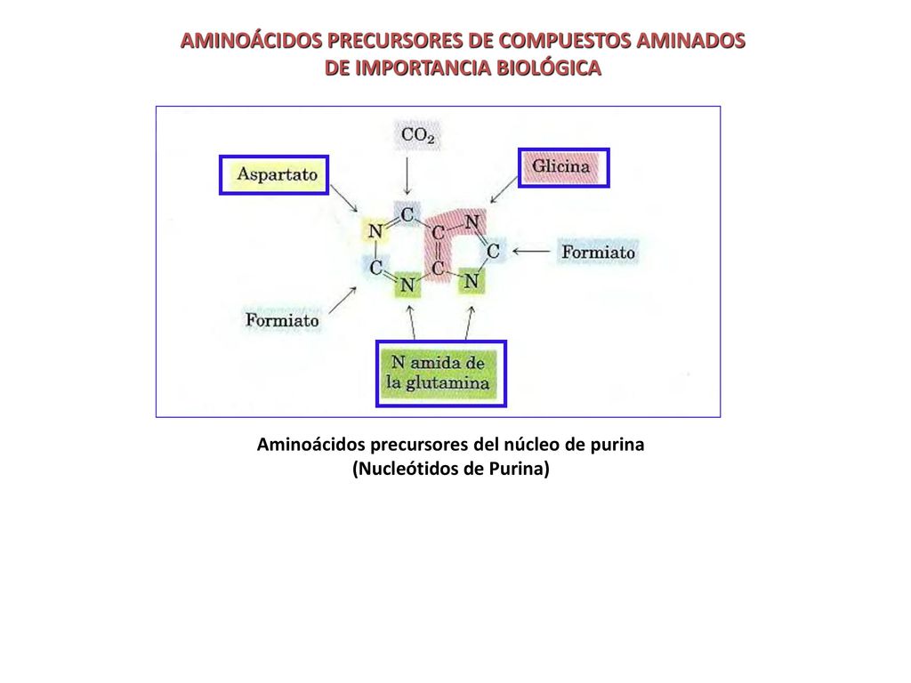 La Histamina posee acción vasodilatadora, disminuye la presión sanguínea, colabora en la constricción de los bronquiolos,