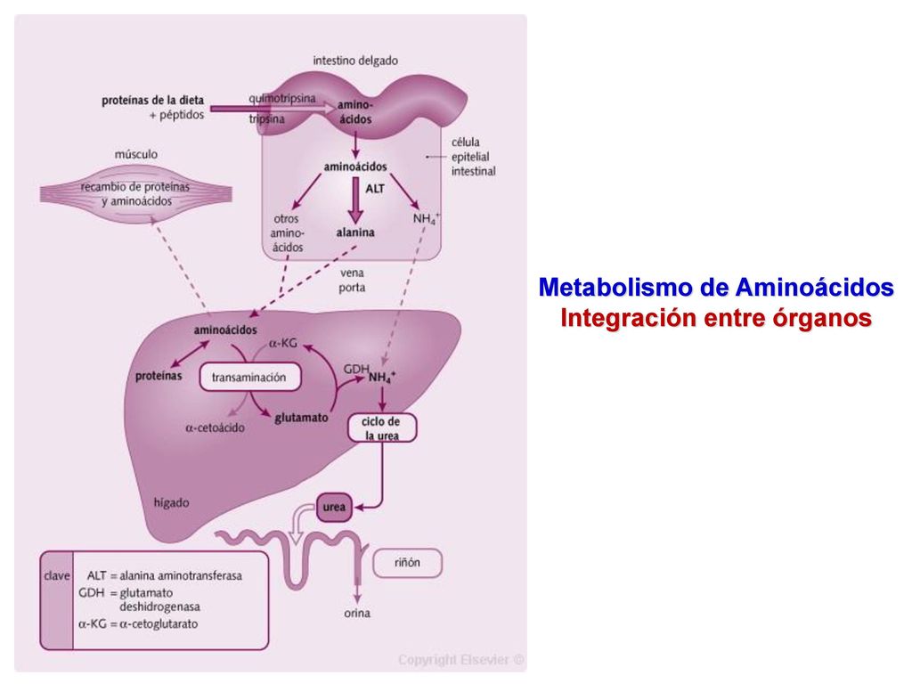SINTESIS DE ALGUNAS AMINAS DE IMPORTANCIA BIOLÓGICA Resumen de la vía de síntesis de Adrenalina