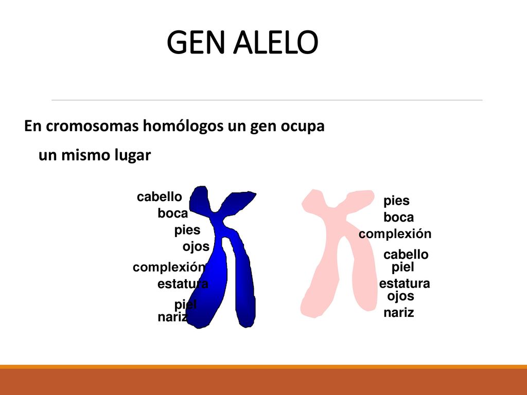 GEN ALELO En cromosomas homólogos un gen ocupa un mismo lugar cabello