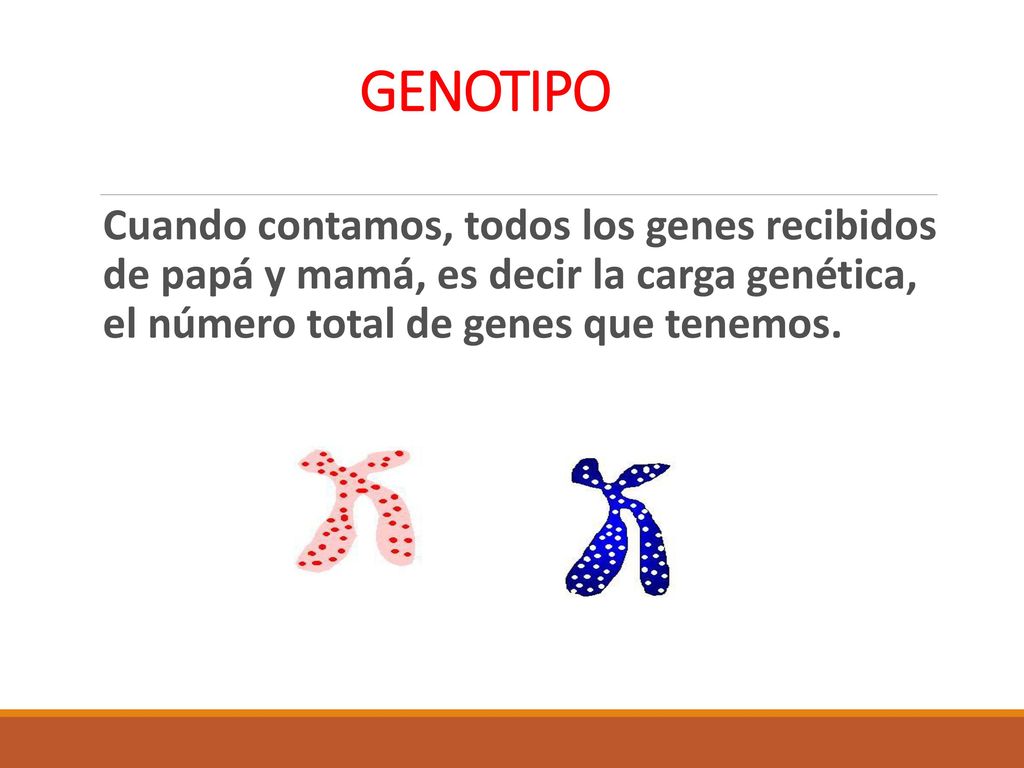 GENOTIPO Cuando contamos, todos los genes recibidos de papá y mamá, es decir la carga genética, el número total de genes que tenemos.