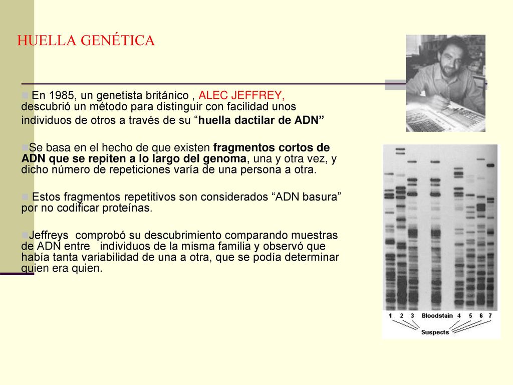 HUELLA GENÉTICA En 1985, un genetista británico , ALEC JEFFREY, descubrió un método para distinguir con facilidad unos.